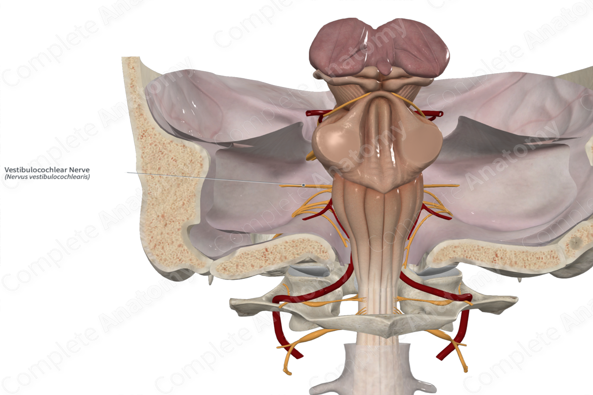 Vestibulocochlear Nerve 