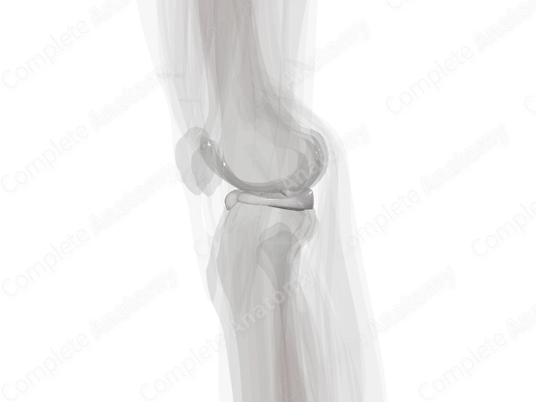 Cartilage of Knee Joint (Left)
