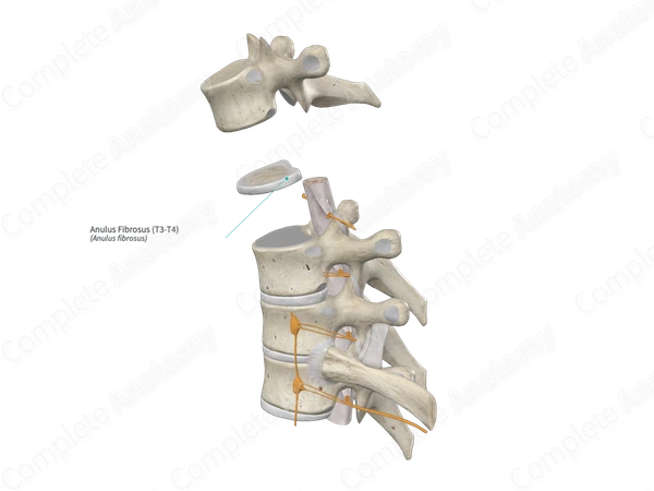 Anulus Fibrosus (T3-T4)