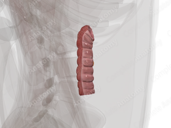 Descending Colon
