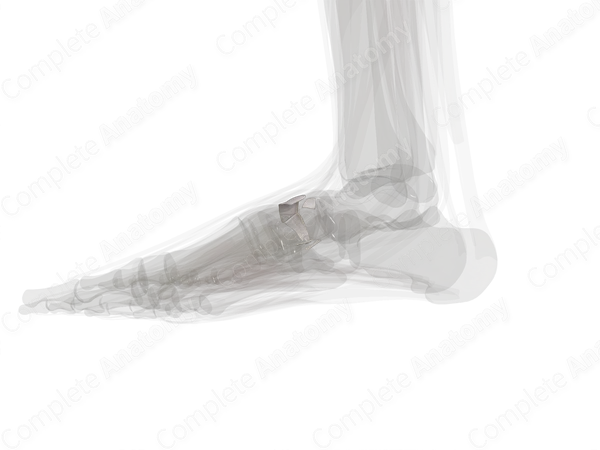 Cuneonavicular Joint (Left)