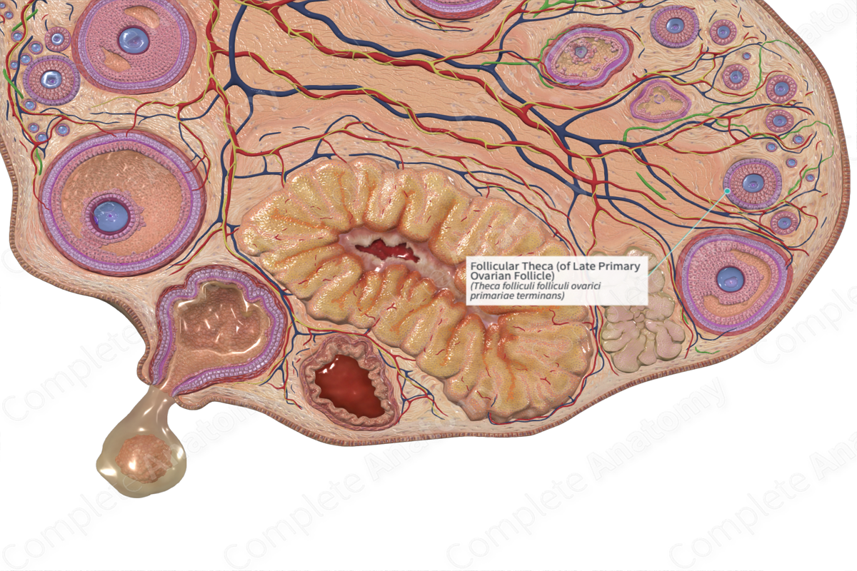 Follicular Theca (of Late Primary Ovarian Follicle) | Complete Anatomy