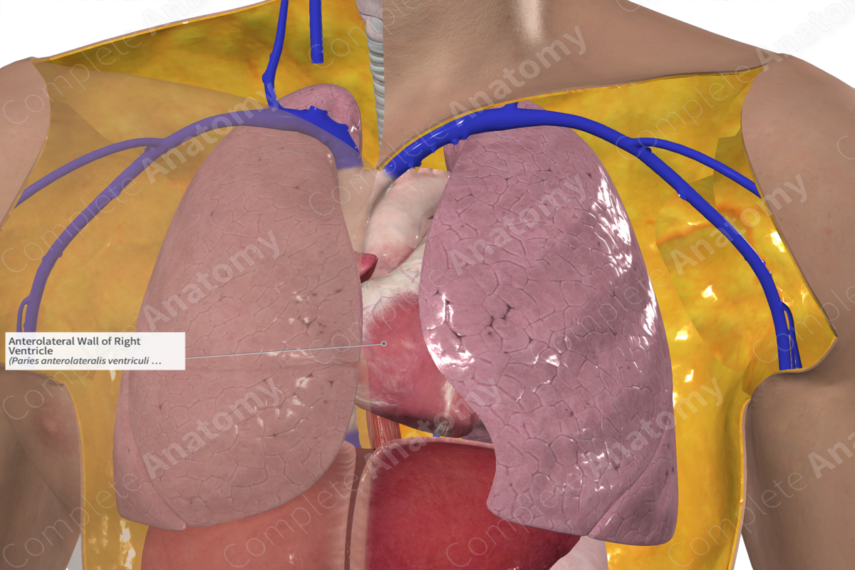 Anterolateral Wall of Right Ventricle