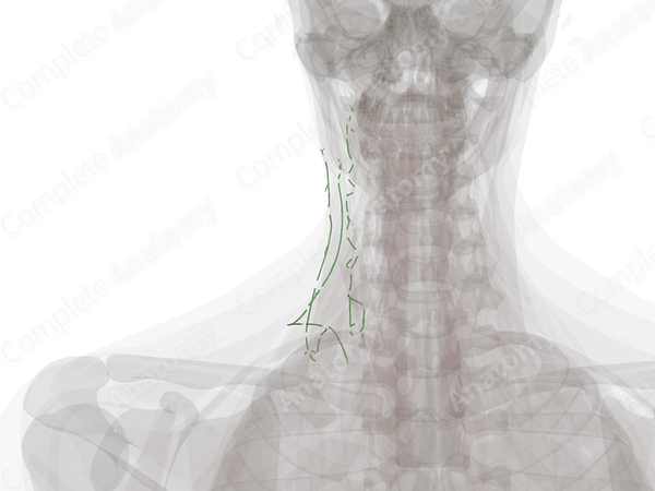 Lateral Cervical Lymph Vessels (Left)
