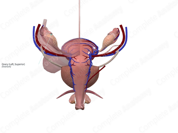 Ovary (Left; Superior)