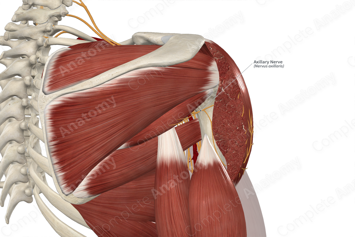 Axillary Nerve 