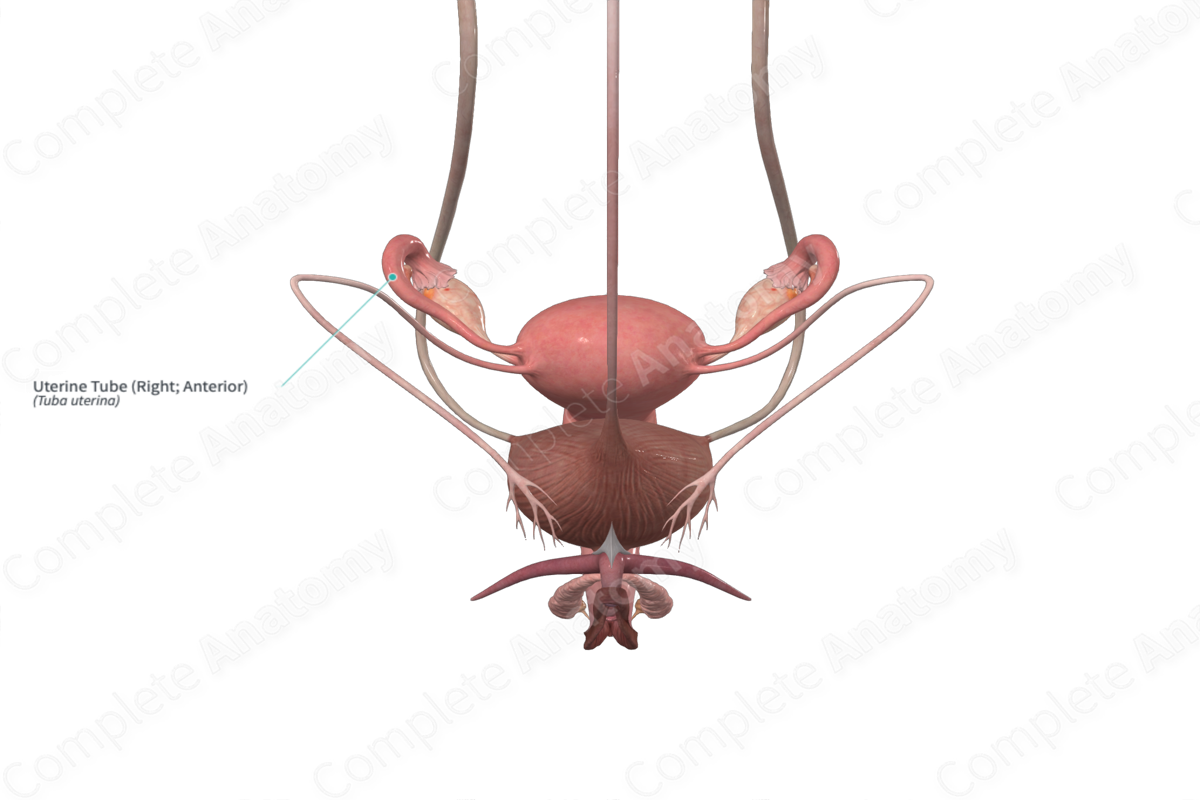 Uterine Tube (Right; Anterior)