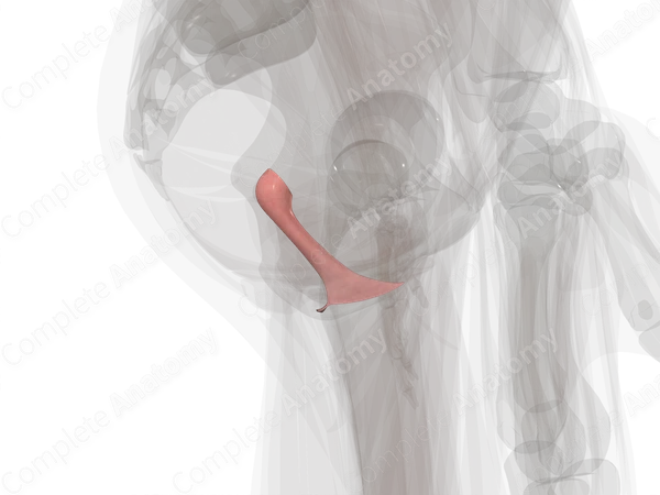 Vagina