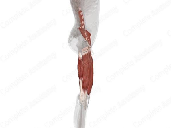 Muscles of Thigh (Left)