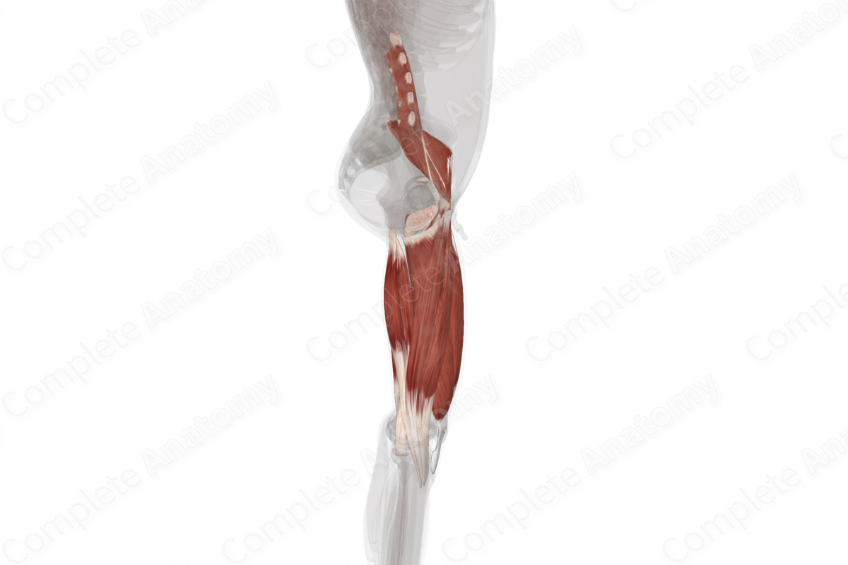 Muscles of Thigh (Left)