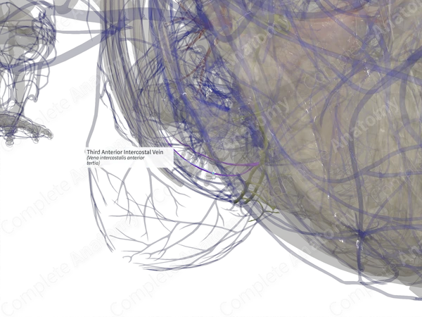Third Anterior Intercostal Vein (Left)