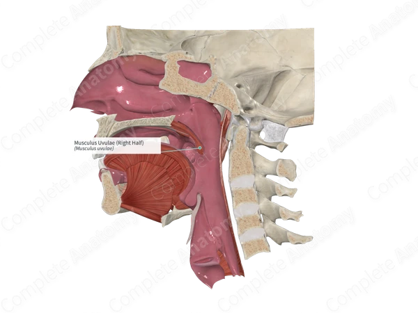 Musculus Uvulae (Left Half)