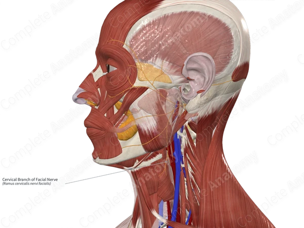 Cervical Branch of Facial Nerve