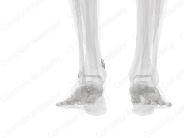 Bursae of Ankle Joint (Left)