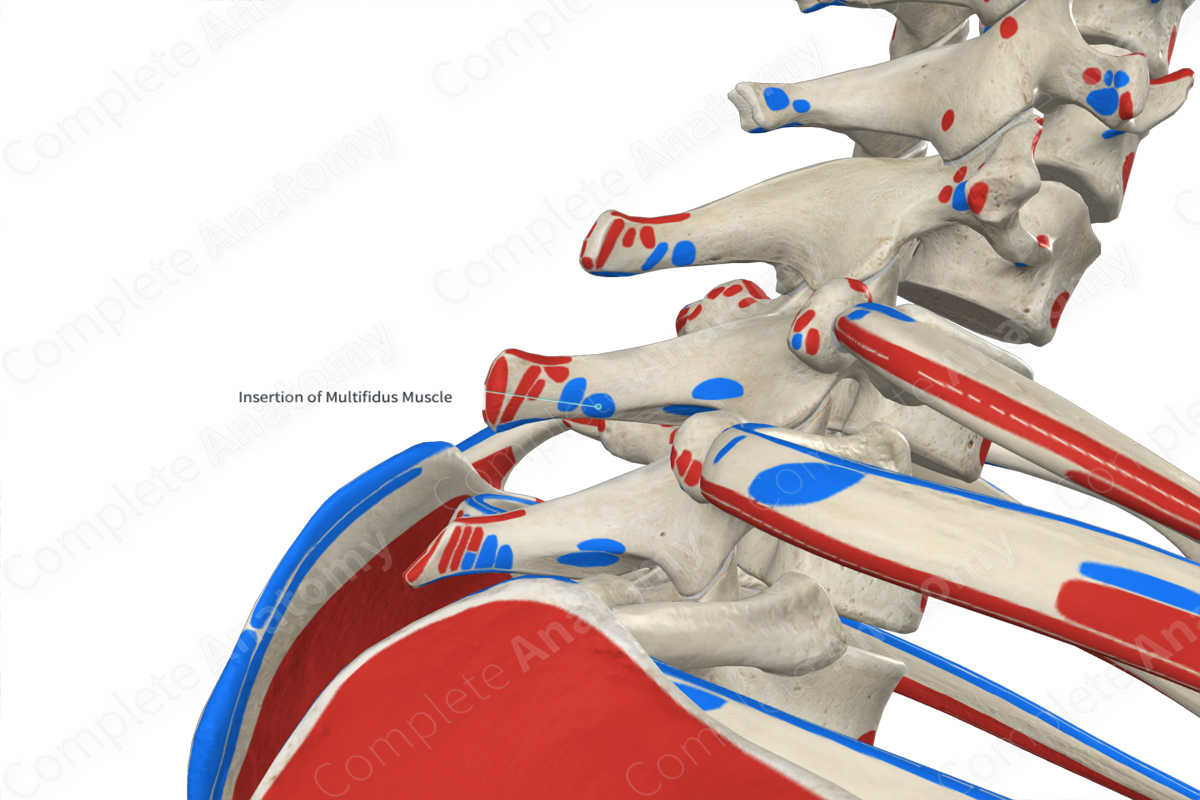 Insertion Of Multifidus Muscle Complete Anatomy 4338