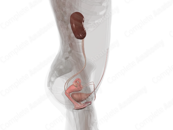 Urogenital System