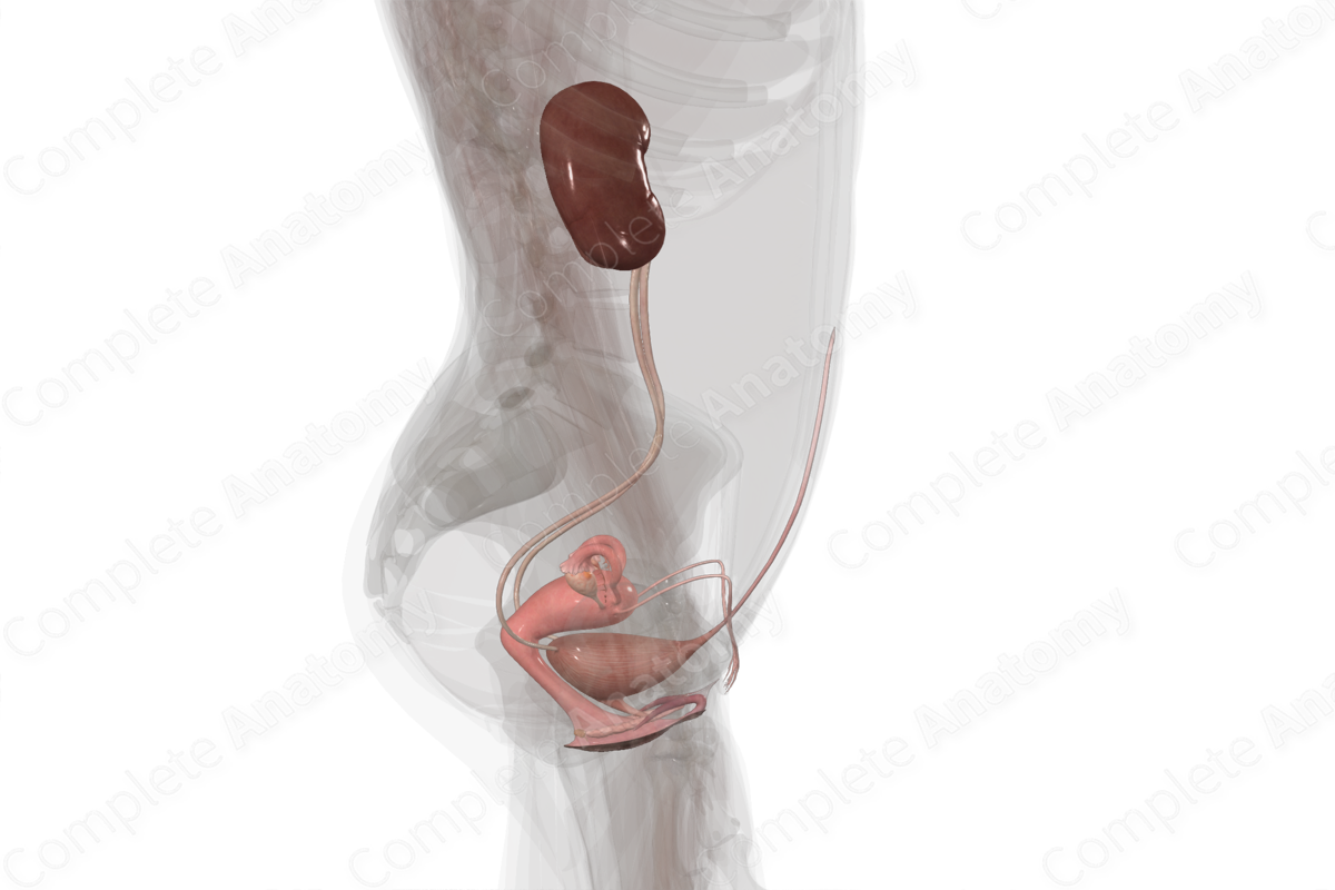 Urogenital System