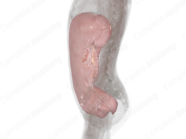 Parietal Peritoneum