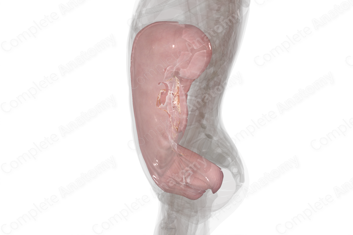Parietal Peritoneum
