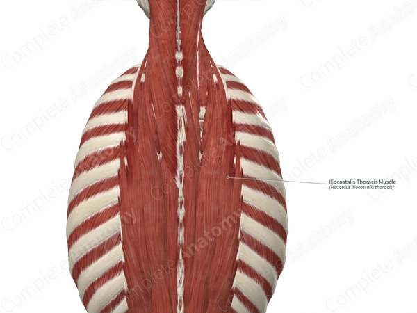 Iliocostalis Thoracis Muscle 