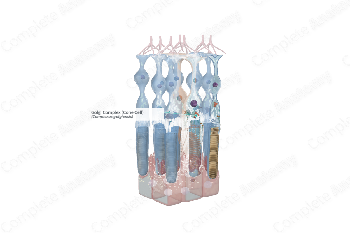 Golgi Complex (Cone Cell)
