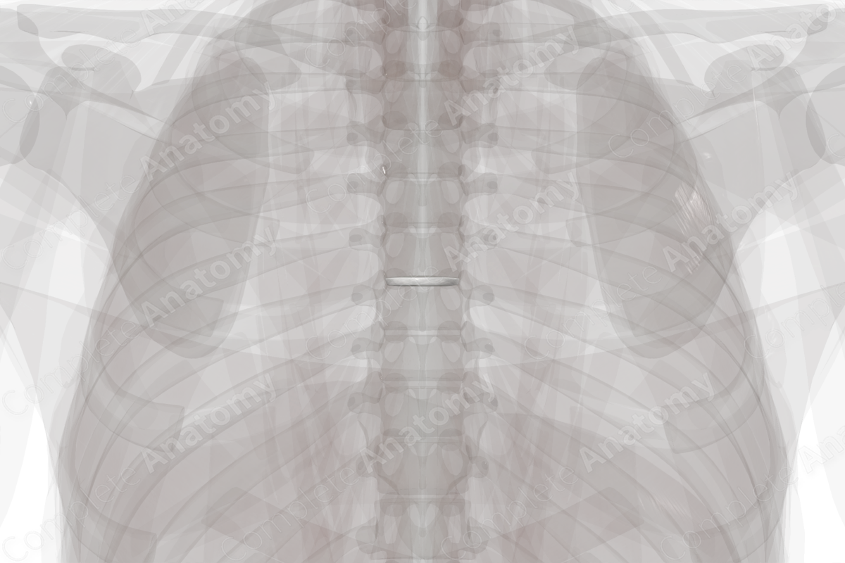 Intervertebral Symphysis (T6-T7)
