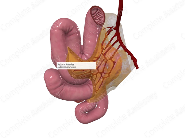 Jejunal Arteries