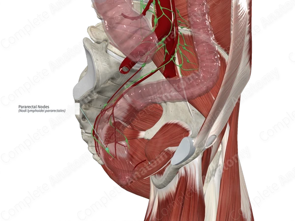 Pararectal Nodes