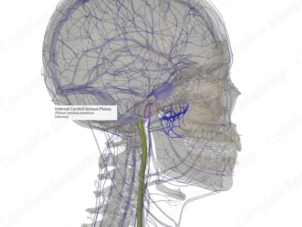 Internal Carotid Venous Plexus (Right)