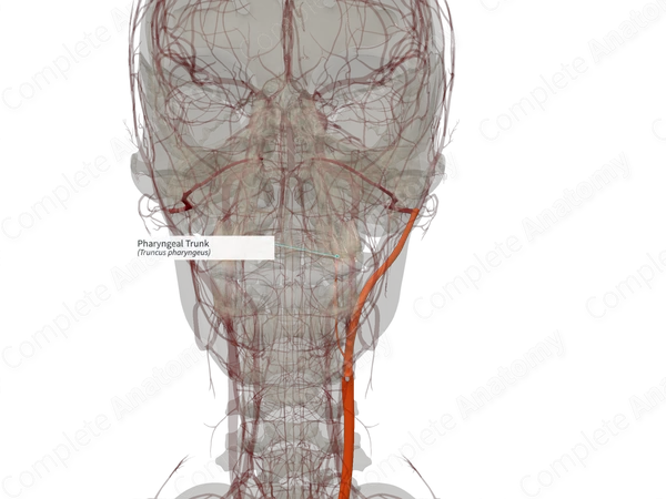 Pharyngeal Trunk (Right)