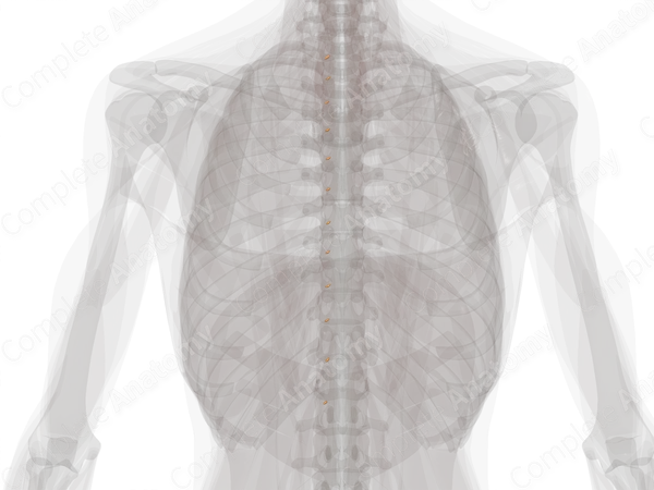 Spinal Ganglia of Thoracic Nerves (Left)