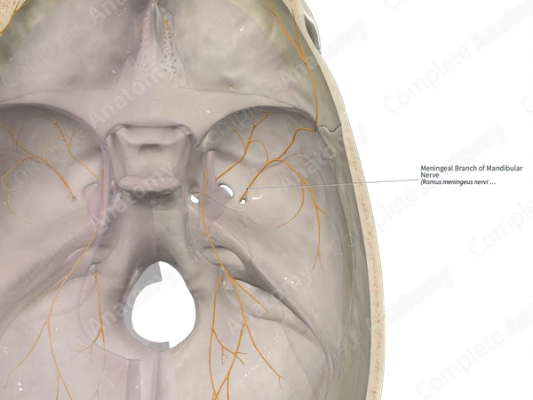 Meningeal Branch of Mandibular Nerve