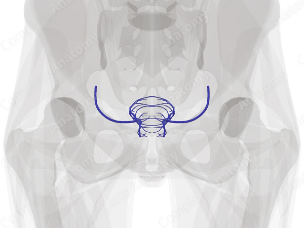 Veins of Uterus