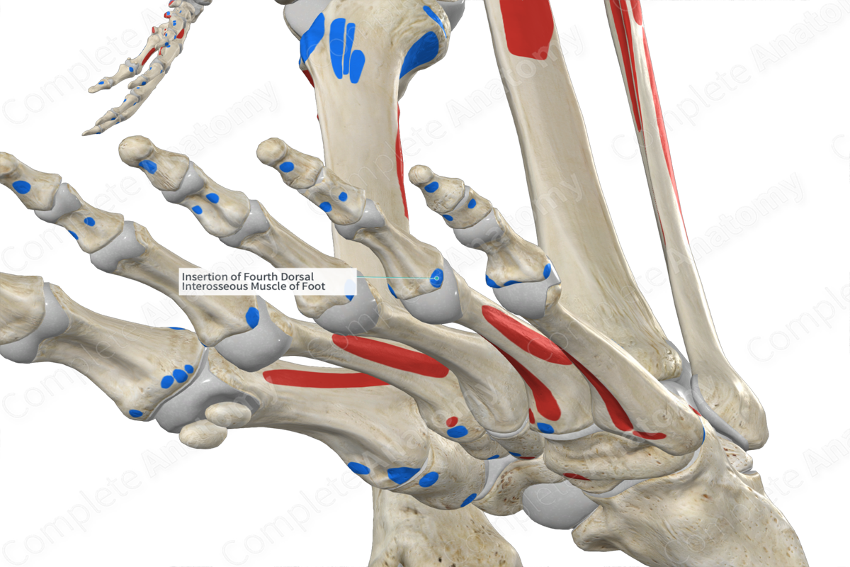 Insertion Of Fourth Dorsal Interosseous Muscle Of Foot 