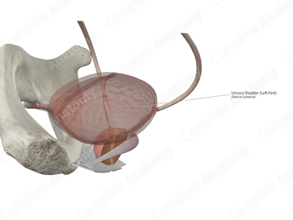 Urinary Bladder (Right Part)