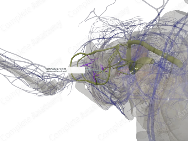 Retinacular Veins (Left)