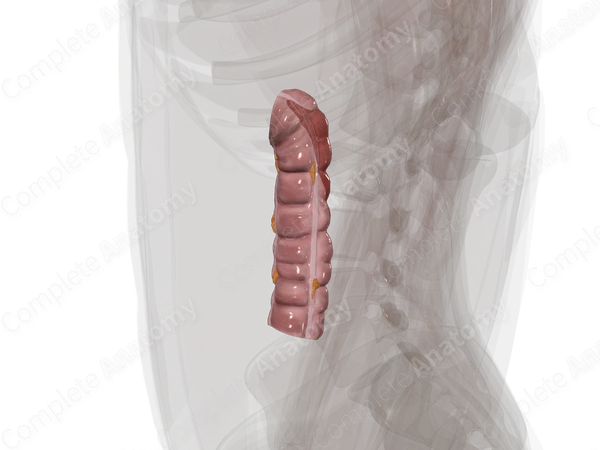 Descending Colon