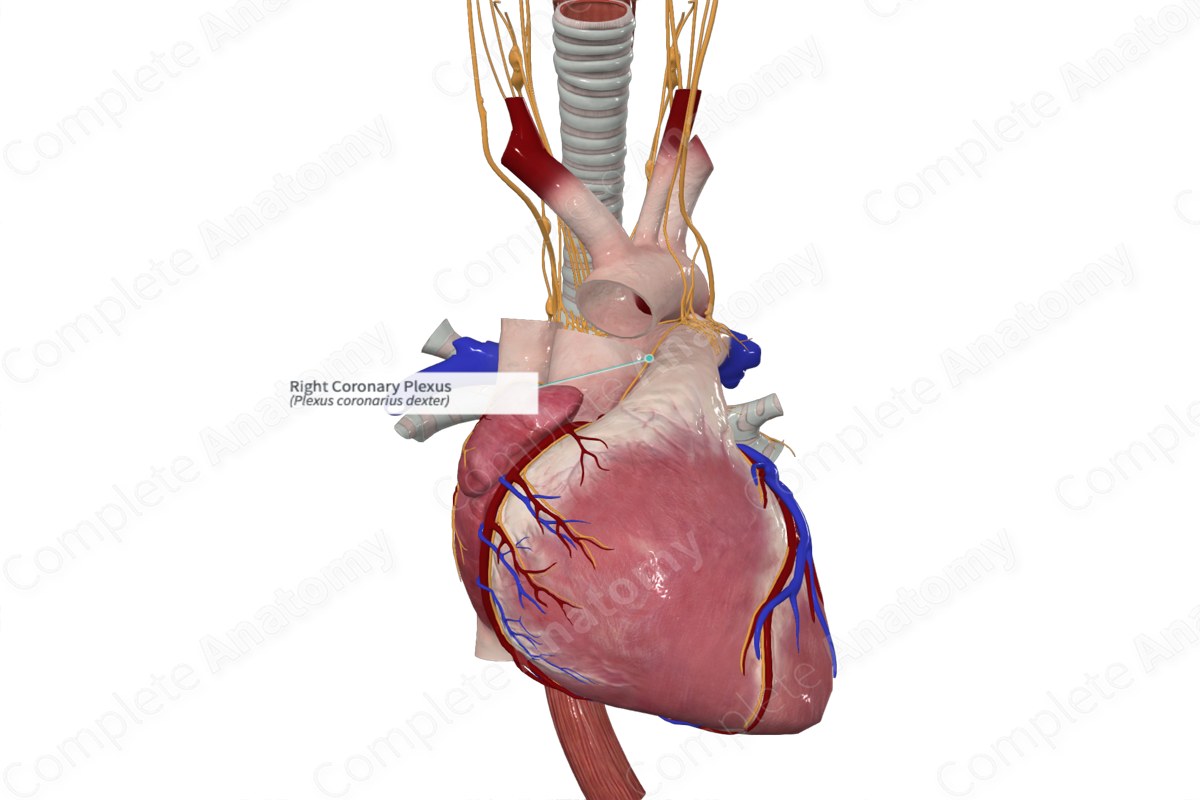 Right Coronary Plexus