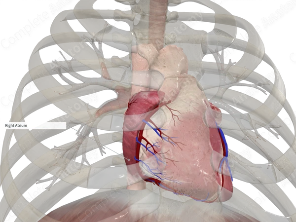 Lateral Wall of Right Atrium