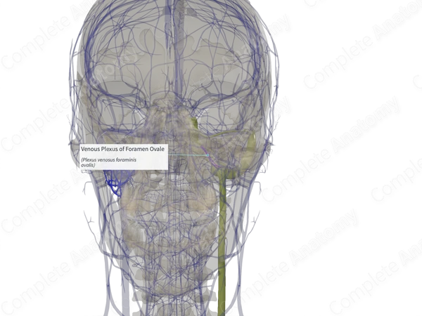 Venous Plexus of Foramen Ovale (Right)