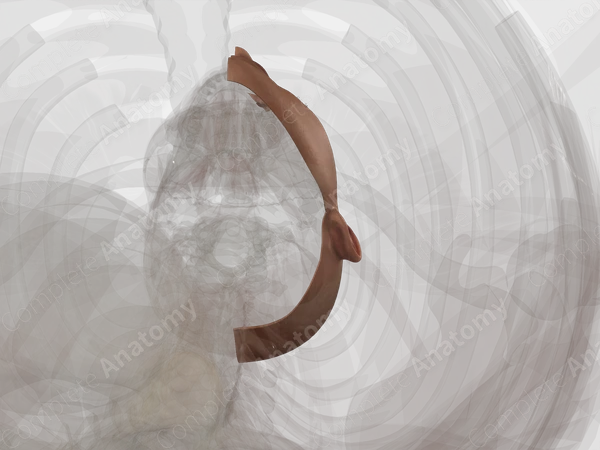 Skin (Head; Left)