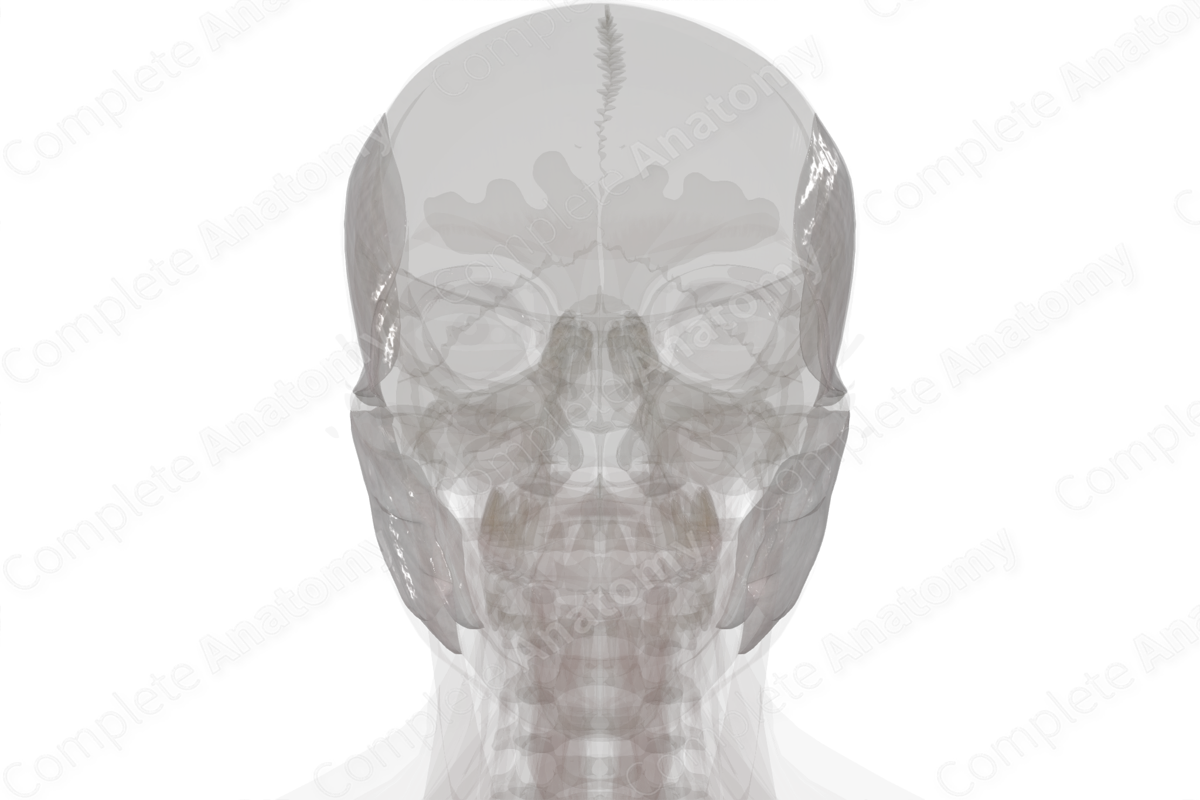 Deep Fascia of Head