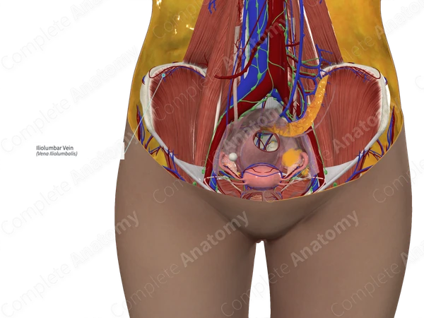 Iliolumbar Vein