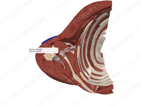 Axillary Sheath Complete Anatomy