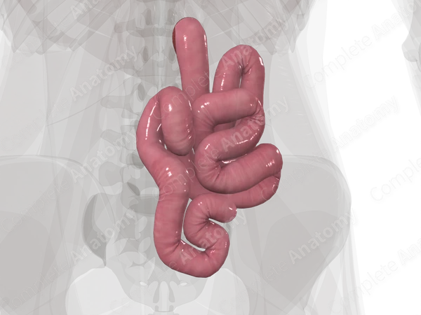 Jejunum Complete Anatomy