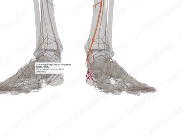 Calcaneal Branches of Posterior Tibial Artery (Right)
