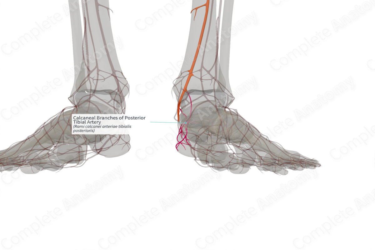 Calcaneal Branches of Posterior Tibial Artery (Right)