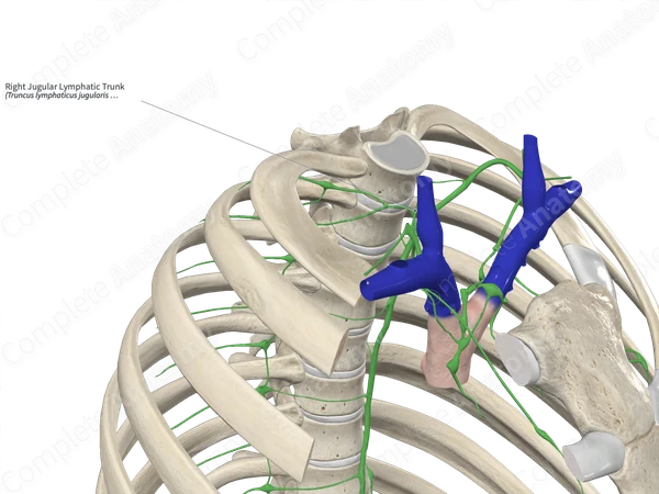 Right Jugular Lymphatic Trunk
