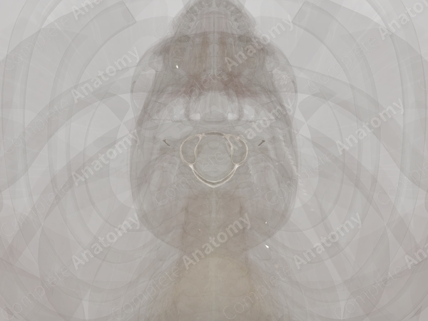 Atlantooccipital Joint