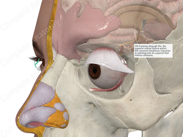 Common Tendinous Ring 